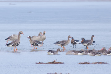 Red Breasted, Greylag and White-fronted Geese in Winter