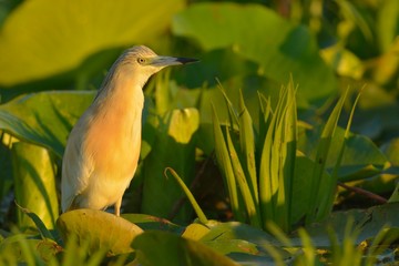 Squacco Heron on Waterlily Leaves