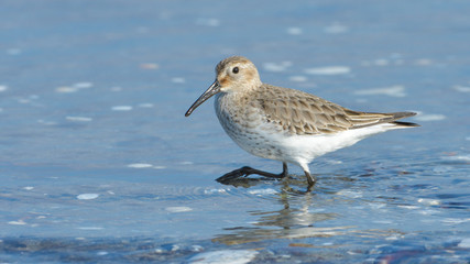 Ferrugineus Sandpiper in springtime