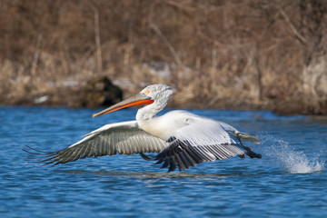 Dalmatian Pelican