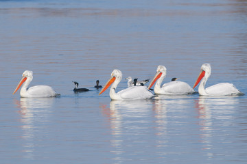 Dalmatian Pelicans