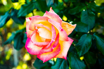 rose in the wineyards