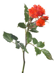 four bright orange rose buds on green stem