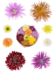 Different color chrysanthemums flower head isolated on white background