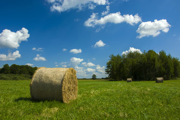 Coils of hay in a meadow by a grove