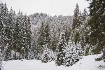 Winter landscape in Carpathians, Romania