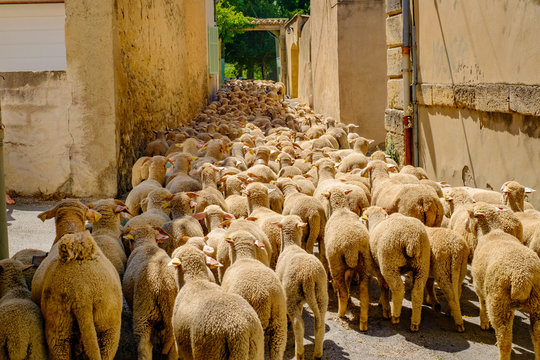 Troupeau de mouton dans la rue &eacute;troite d'un petit village de Provence.