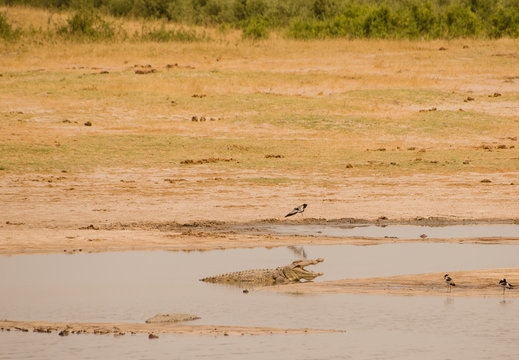 Krokodil in der Savanne vom in Simbabwe, S&uuml;dafrika
