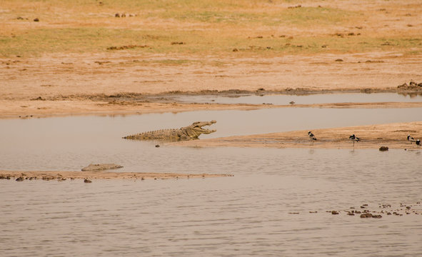 Krokodil in der Savanne vom in Simbabwe, S&uuml;dafrika