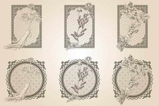 Set of medicina herbs with patterned frames: ginseng, chamomile, celandine. Vector illustration in engraving style, in sepia.