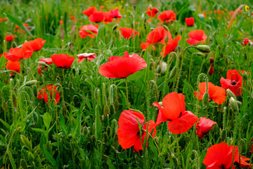 Les fleurs de coquelicots.