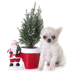 puppy chihuahua in studio