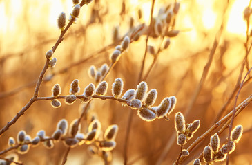 spring background with a young beautiful fluffy willow branches in Sunny bright day © nataba