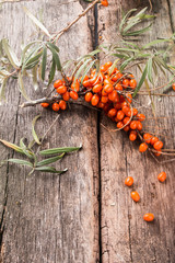 Twig sea buckthorn berries on a wooden background. Autumn decorative frame or border with fresh ripe sea - buckthorn berries and old wooden plank.