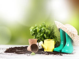 Kissenbezug Gartengebühren und Frühlingssämling isoliert auf weißem Hintergrund. Gummi, Narzissen und Tulpen © verca