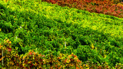 gradiant of color in a vinyard