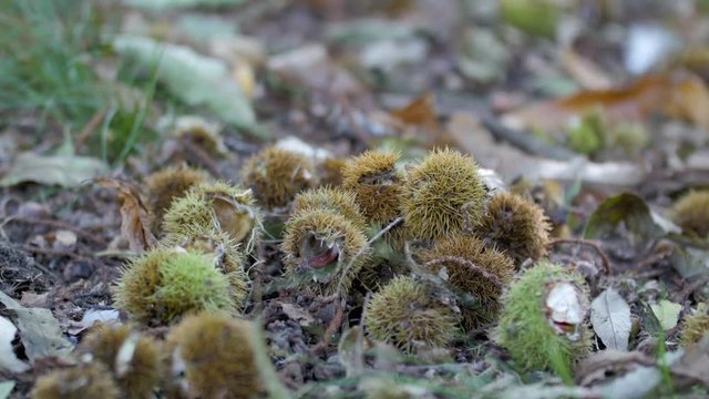 Chestnuts falling in the forrest