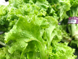 Fresh vegetables for salads.