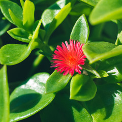 Macro shot of succulent green plant with pink flower growing outdoors.