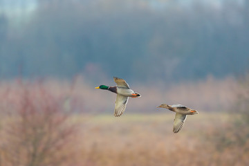 pair of mallard ducks (anas platyrhynchos) in flight