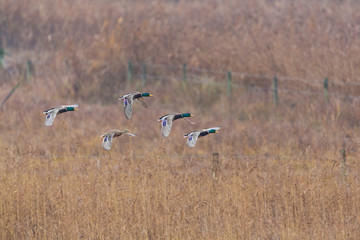 group of mallard ducks (anas platyrhynchos) in flight over meadow with fence © Pascal Halder