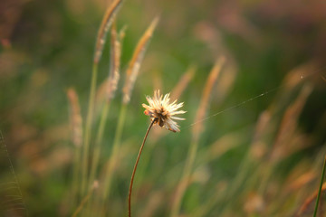 Grass flowers and sunset.
