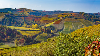 Autumnal Italian Vineyard