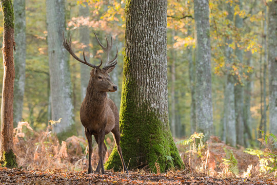 Cerf