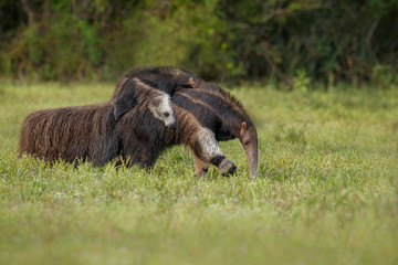 Amazing giant anteater walking in the nature habitat. Wildlife in south america. Beautiful and very rare animals. Myrmecophaga tridactyla.