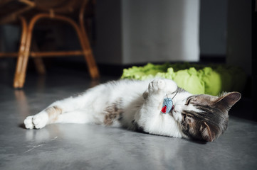 Chaton tigré blanc qui joue