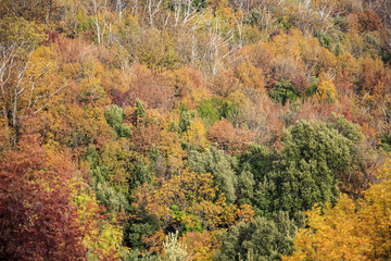 Fototapeta premium An autumn forest on the Corsica Island in France