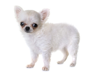 puppy chihuahua in studio