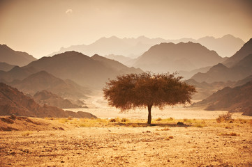 Valley in the desert with an acacia tree with mountains