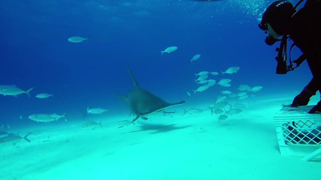 Diver feeds Hammerhead Shark underwater on sandy bottom of Tiger Beach Bahamas. Extreme scuba diving.