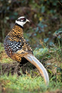 faisan v&eacute;n&eacute;r&eacute;