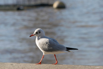 Sea gull close up with eye contact, found near London Eye. Concept tourism, leisure at sea, summer time.