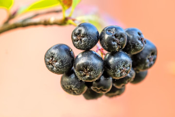 Aronia Beeren, reif am Busch