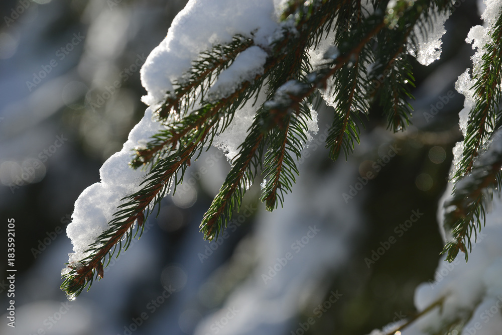 Poster hiver neige bois foret climat gel froid soleil arbre