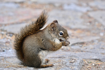Squirrel in winter near Lake Louise.  Canadian Rocky Mountains. Banff National Park.  Alberta. Canada.