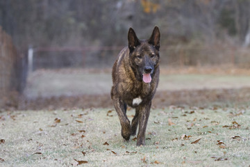 Dutch Shepherd Dog Walking, Livestock guardian dog