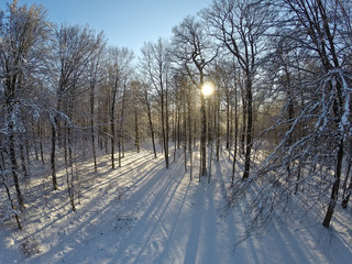 neige foret arbre environnement hiver froid