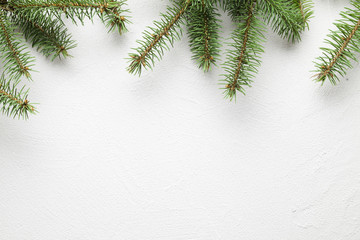 Spruce tree on white plastered wall