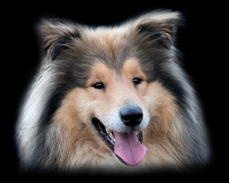 junger Rassehund Collie Portrait, bunt