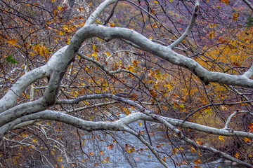 Tree Over The River - Autumn Landscape