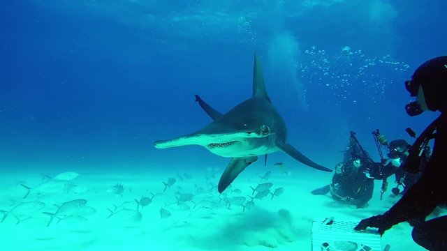 Shark Hammerhead eats from the hands of a diver underwater in Bahamas. Swimming with predator in Atlantic Ocean.