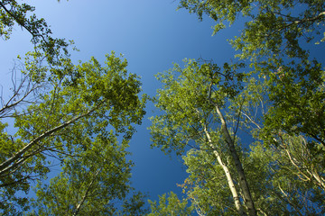 Obraz premium Crowns of trees against the sky