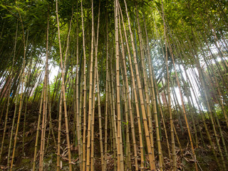 Bamboo grass type Chusquea culeou tall green shoots