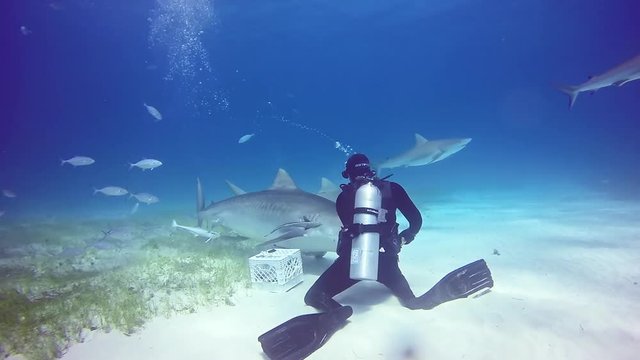 Bull Shark with divers underwater on sand of Tiger Beach Bahamas. Dangerous predator Carcharhinus leucas in pure blue water of Atlantic Ocean.