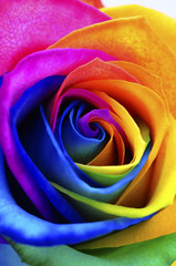 Naklejka na ściany i meble Rainbow rose or happy flower