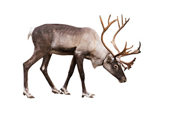 Portrait of an adult reindeer on a white background - obrazy, fototapety, plakaty